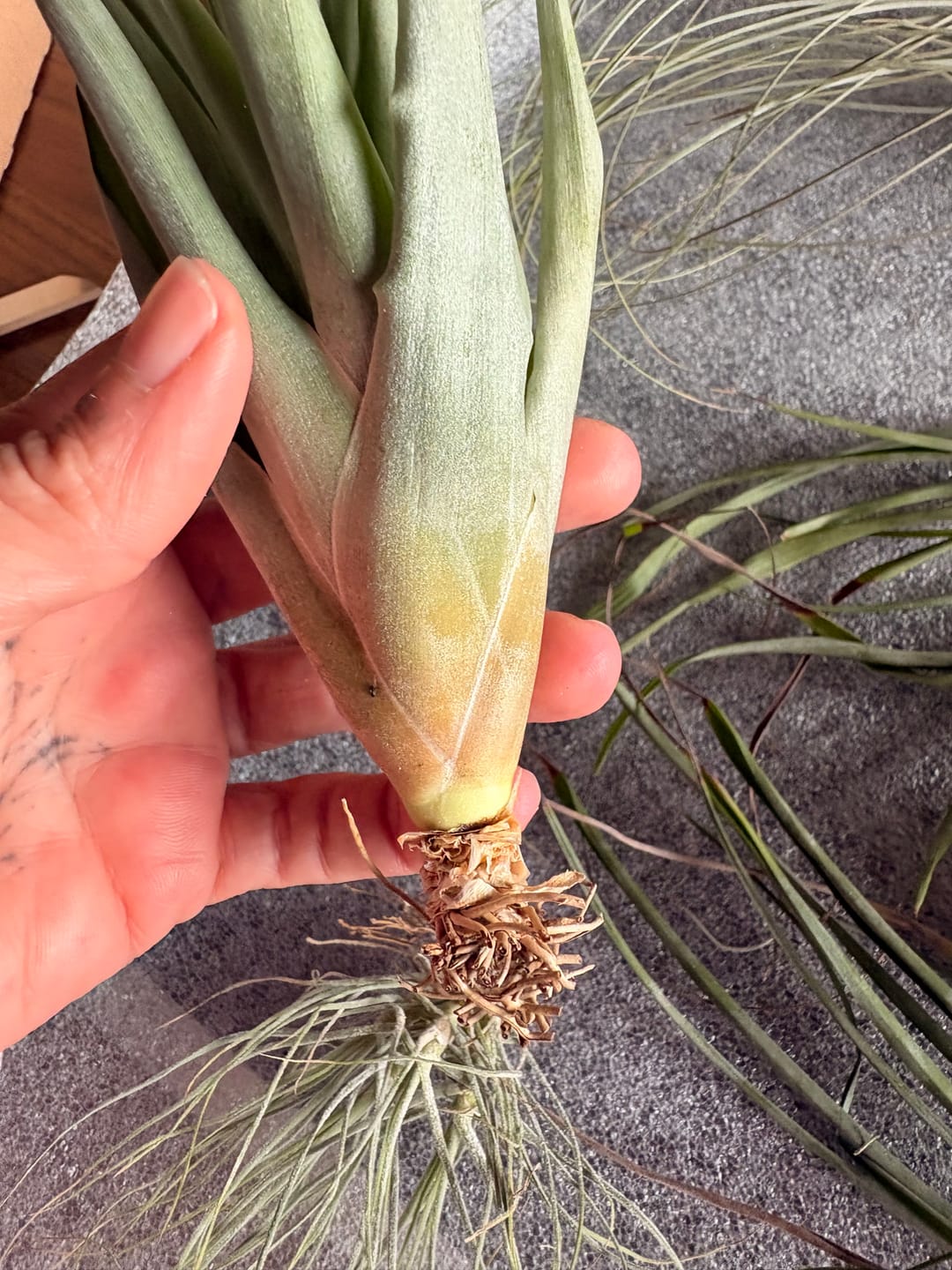 Customer photo review of Tillandsien Mix - B-Ware AKTION