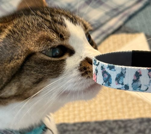 A reviewer's cute cat gives the patterned Cat Mom Bracelet a close-up inspection.