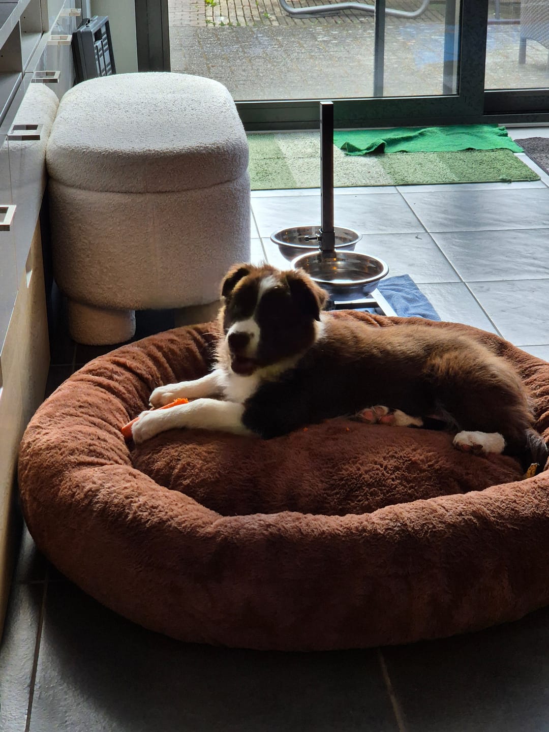 Customer photo review of Pet Perfect Orthopedische Donutmand