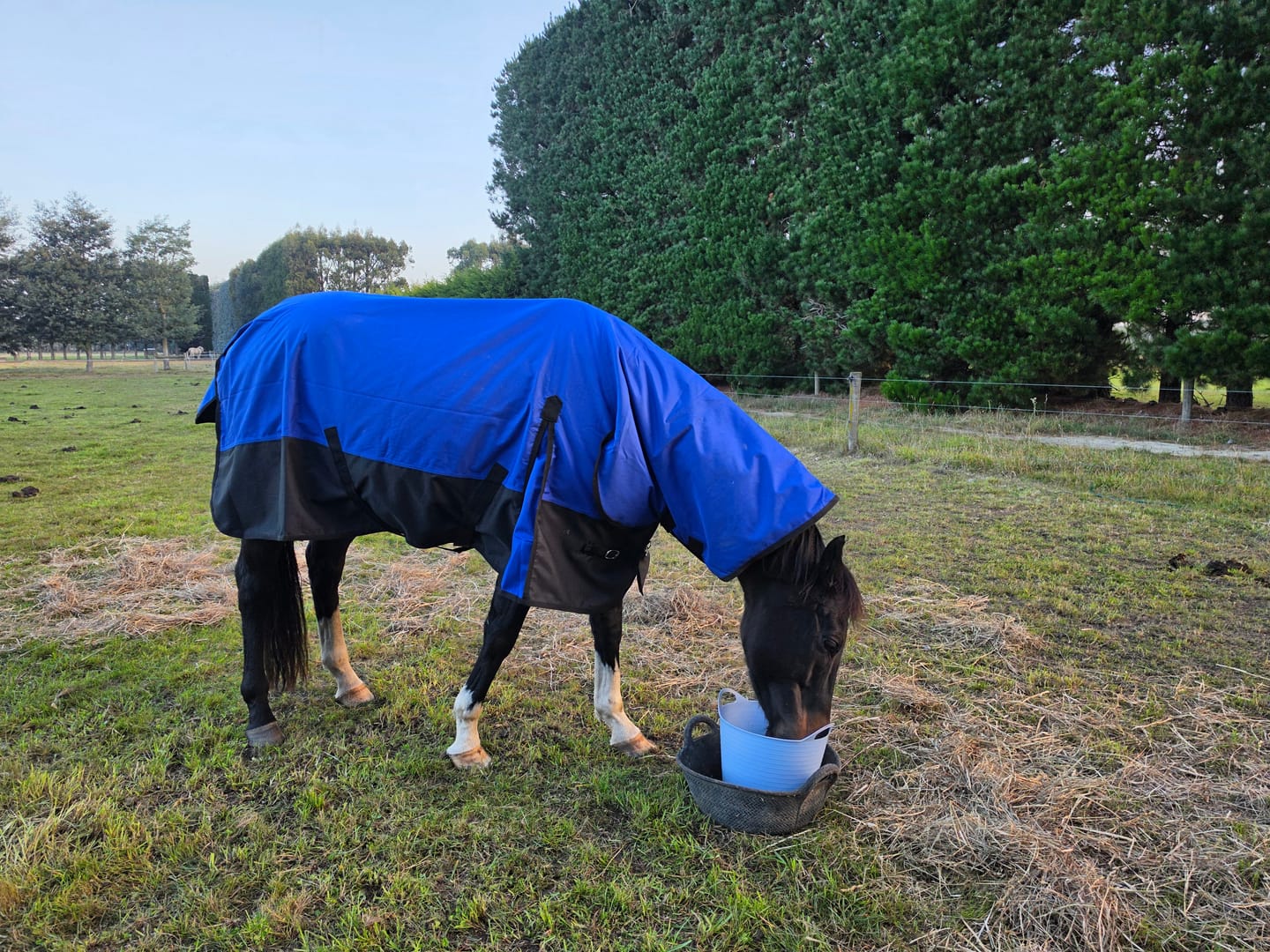 Customer photo review of NZ Tack Duke 1200D Combo