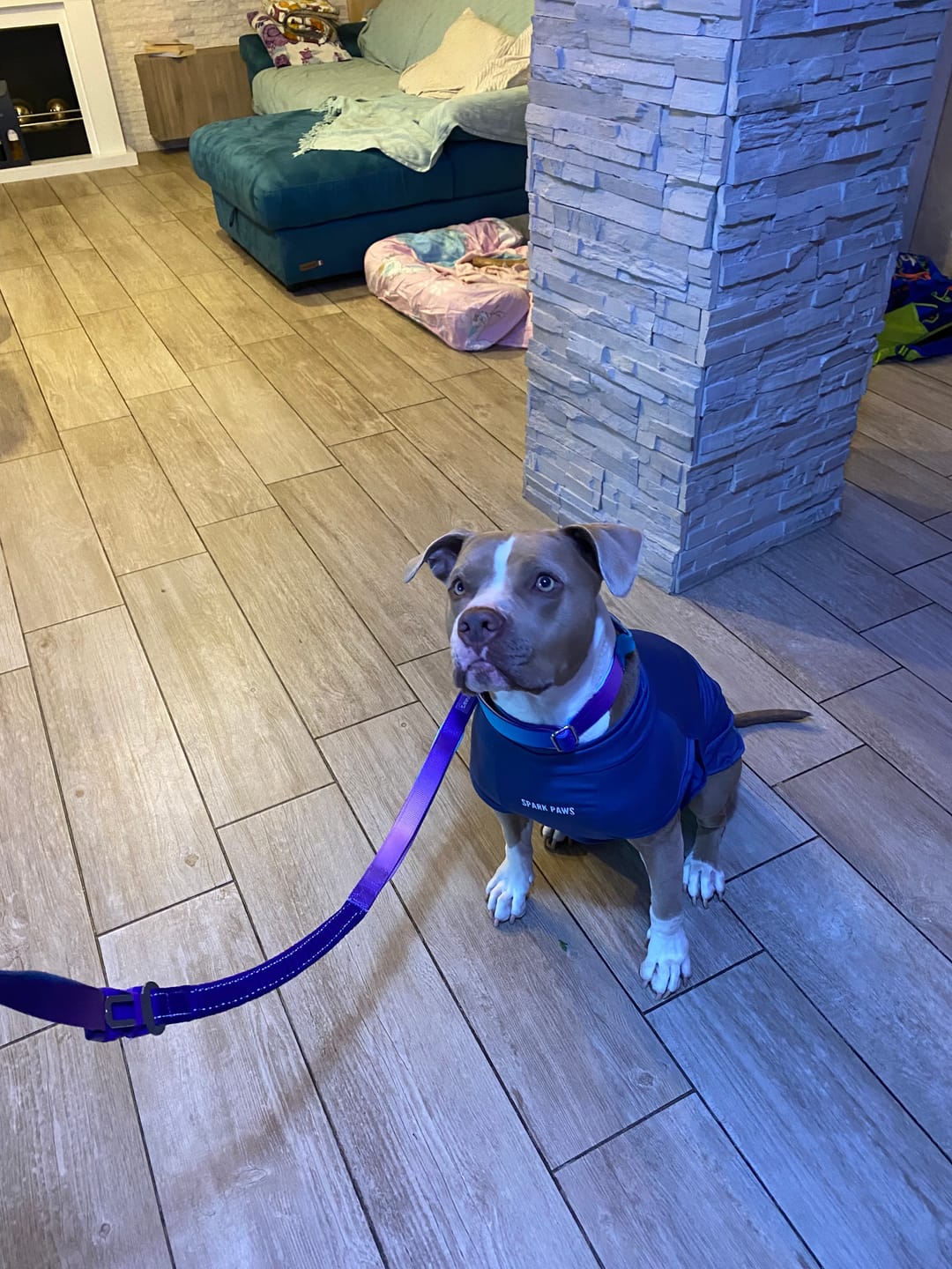 Customer photo review of Sunblock Dog T-Shirt - Navy Blue