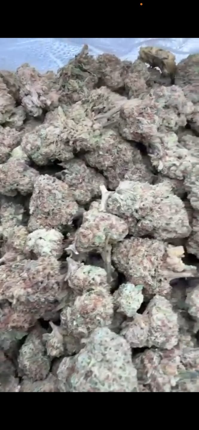 Customer photo review of Caramel Apple - Bulk - Hybrid