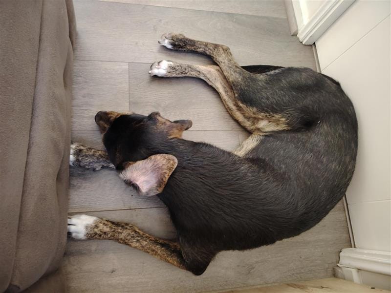 Customer photo review of PetFamily Foods Cachorros