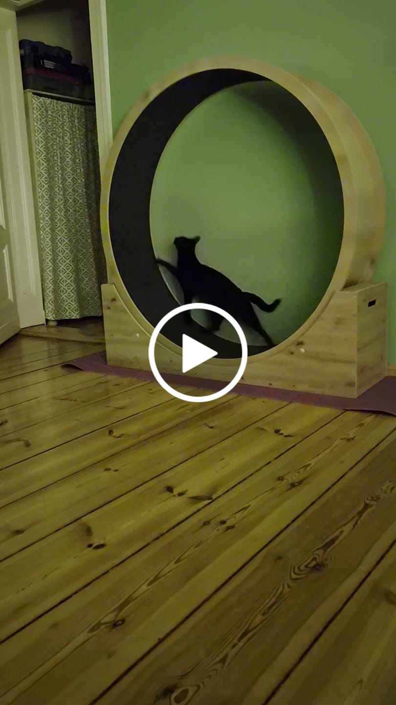 Customer video review of Elmato Katzenlaufrad Simba