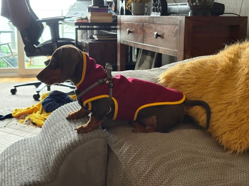 Customer photo review of Ridgeline - Dachshund Fleece Coat