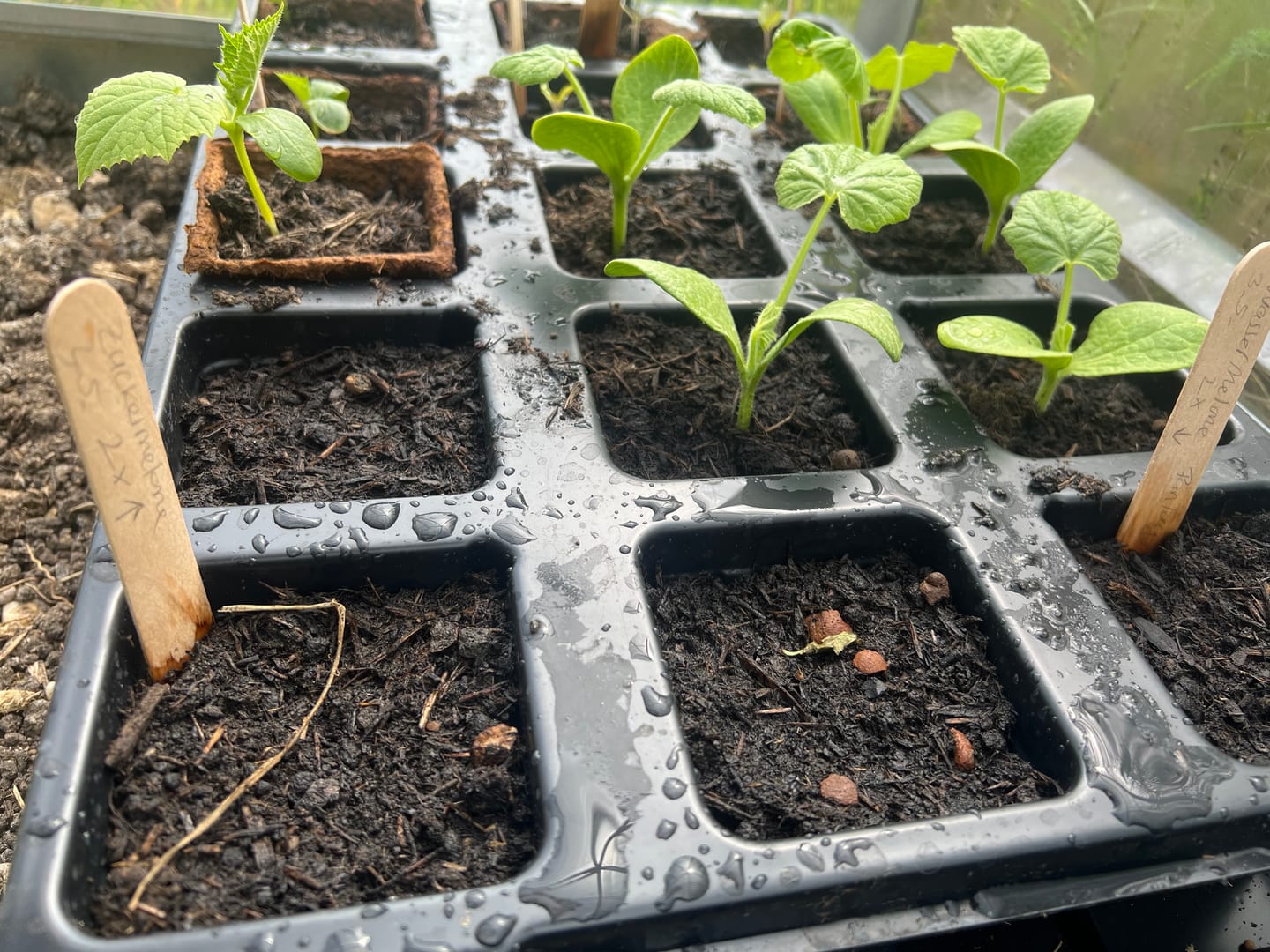 Customer photo review of QuickPot Anzuchtplatten