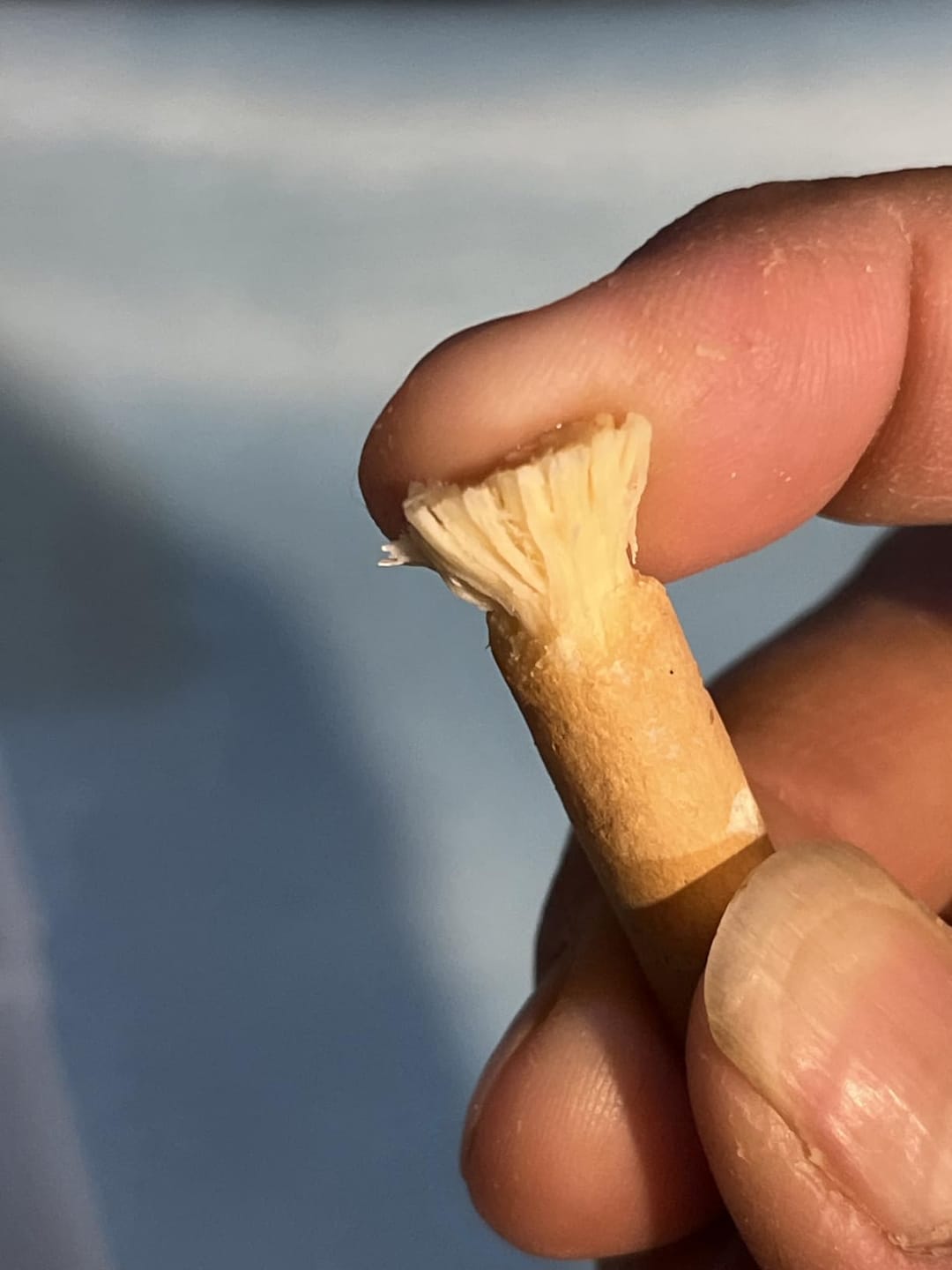 Customer photo review of The Root™