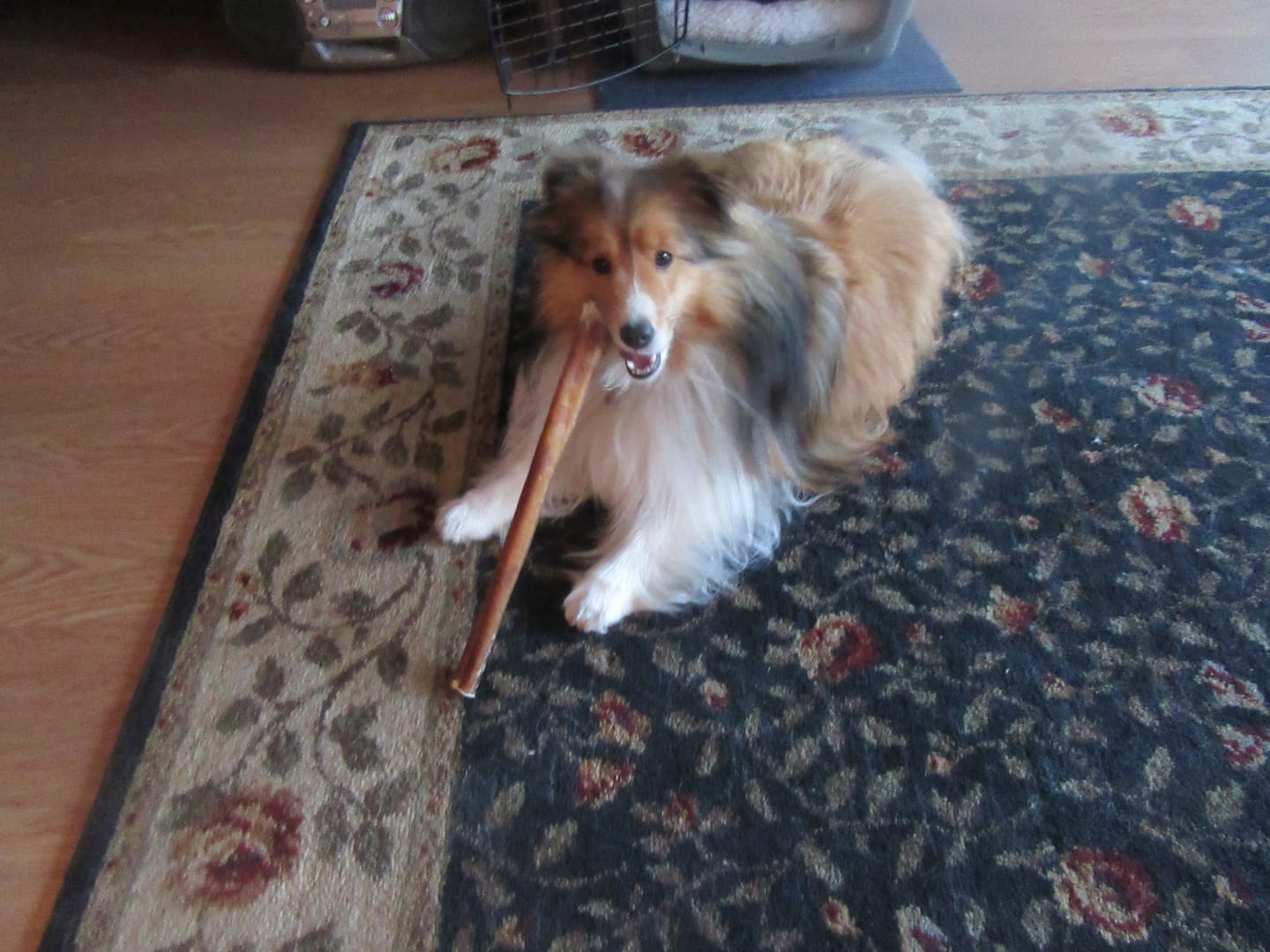 Customer photo review of 12 Inch Thick Bully Stick