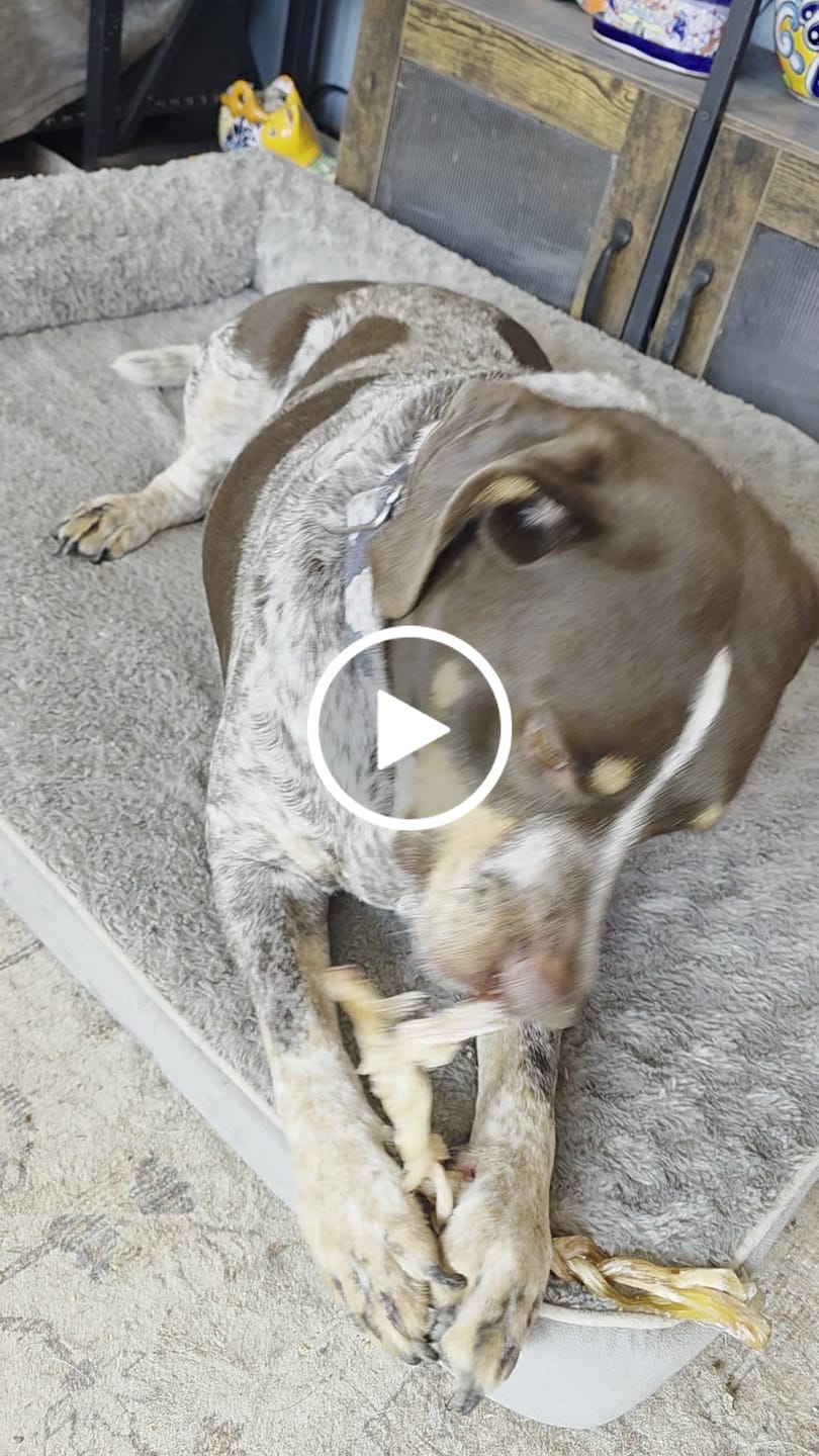Customer video review of Power Chewer Trial Pack — 6 Ostrich Treats for Serious Chewers