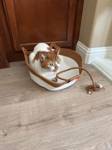 Customer photo review of Instinct Basket | Meet the first research-backed natural territory for indoor cats