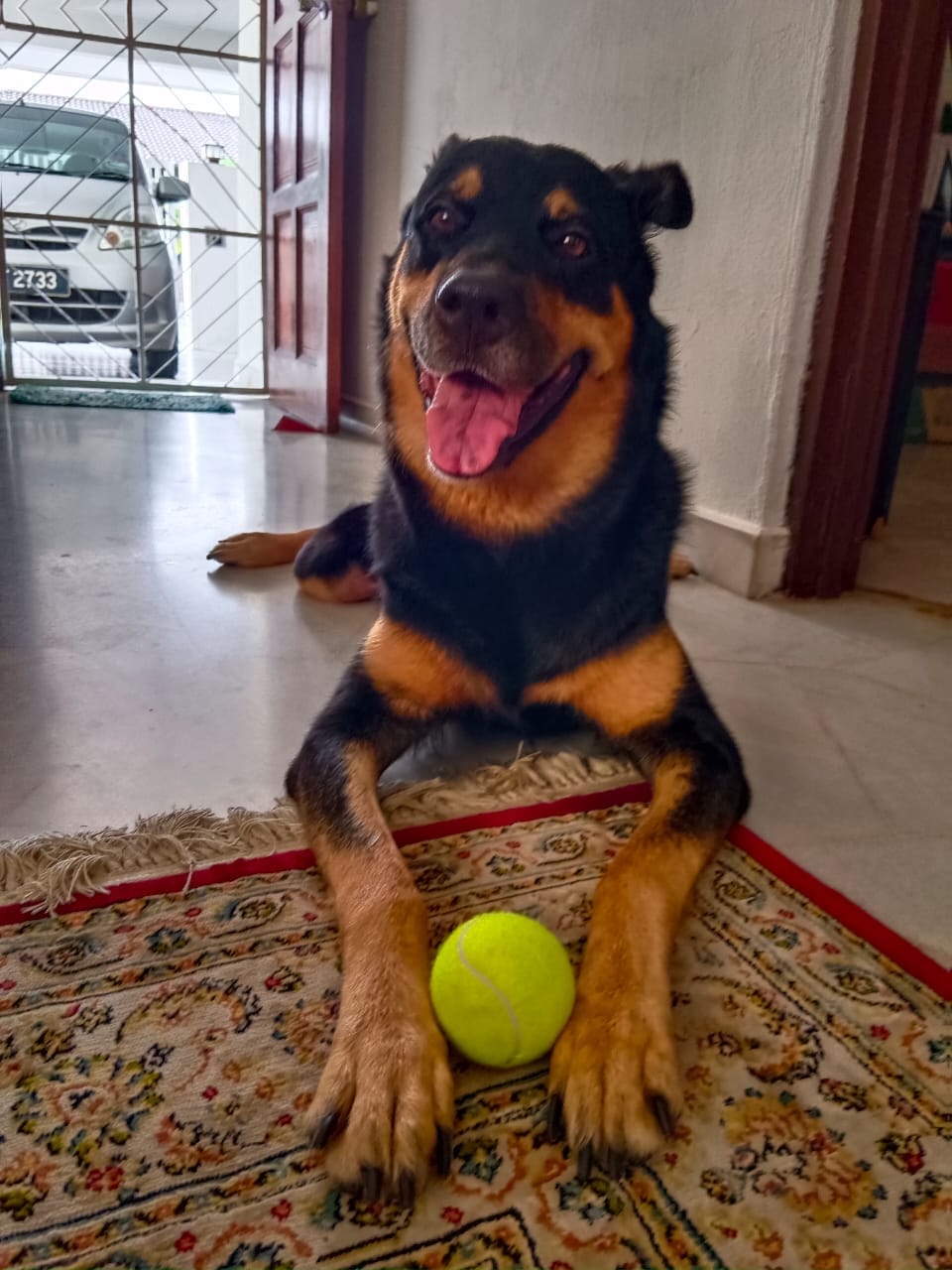 Customer photo review of Dog Tennis Balls