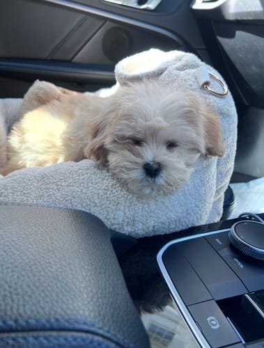 Customer photo review of Hazelnut | The Cosy Car Seat