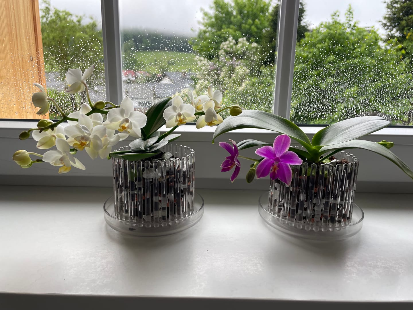 Customer photo review of Bonsai Duftorchidee botanic Love Potion mit lila Blüten und 1 Rispe