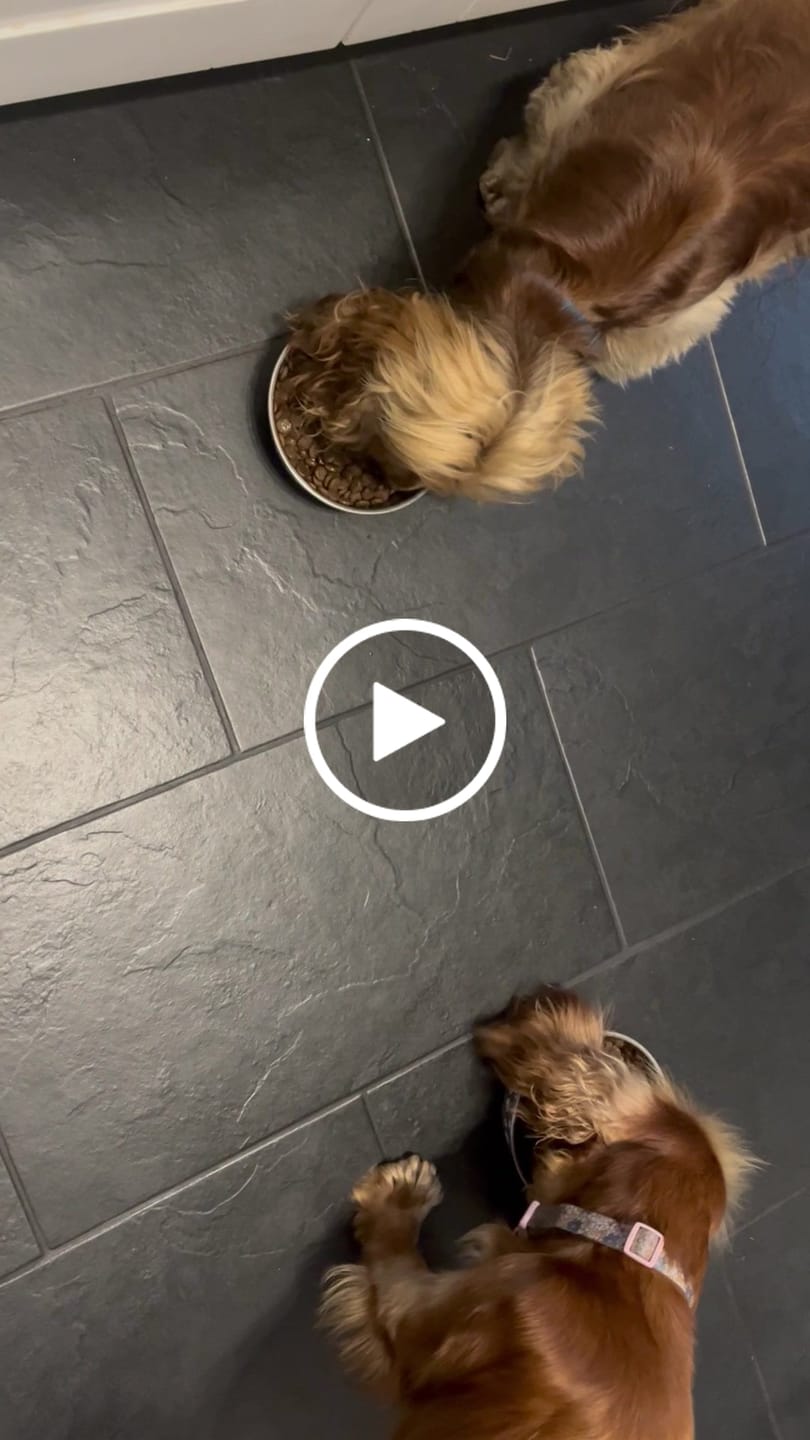 Customer video review of Scottish Salmon Dry Food