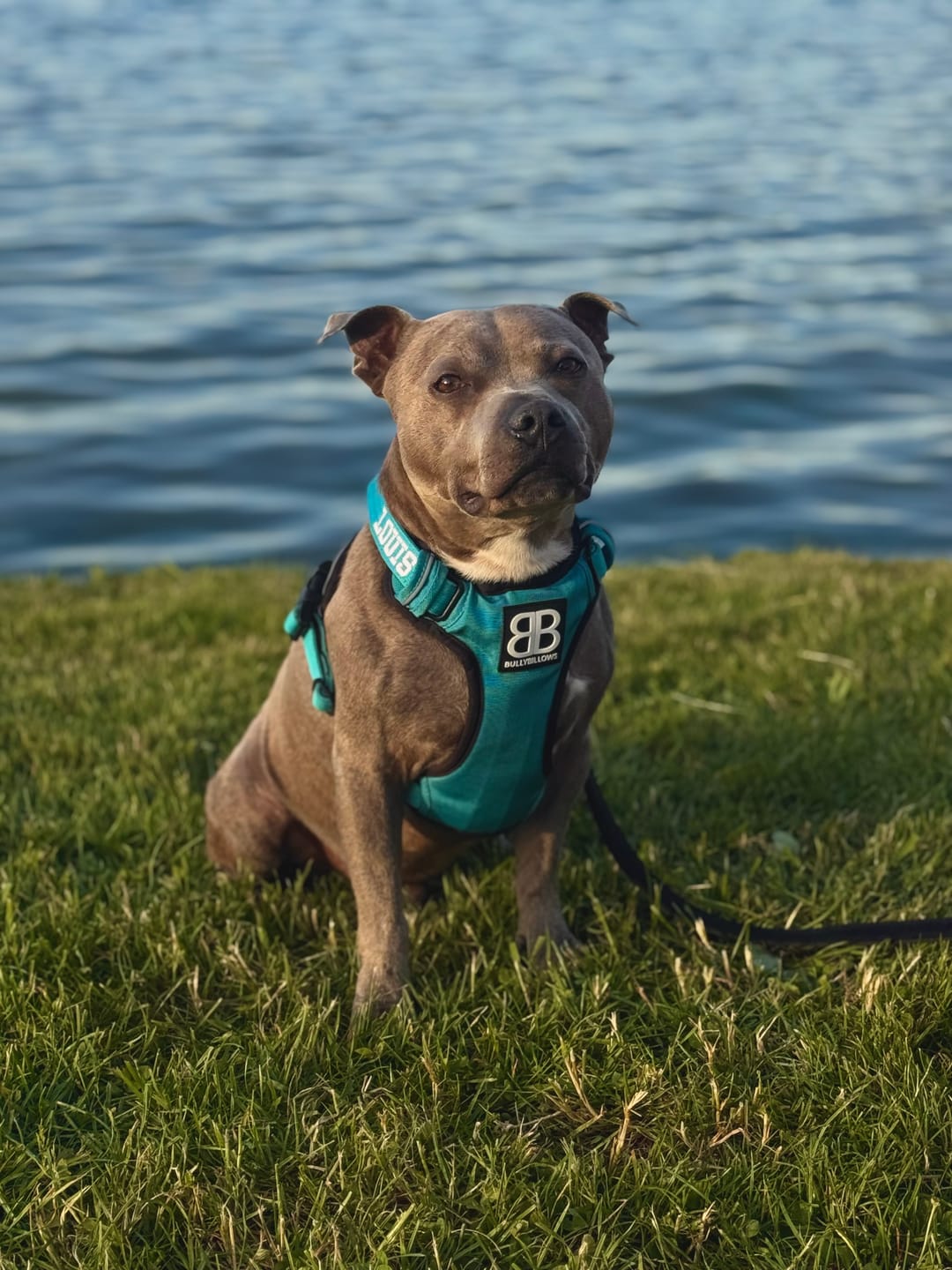 Customer photo review of Comfort Premium Harness | Non Restrictive - Light Blue
