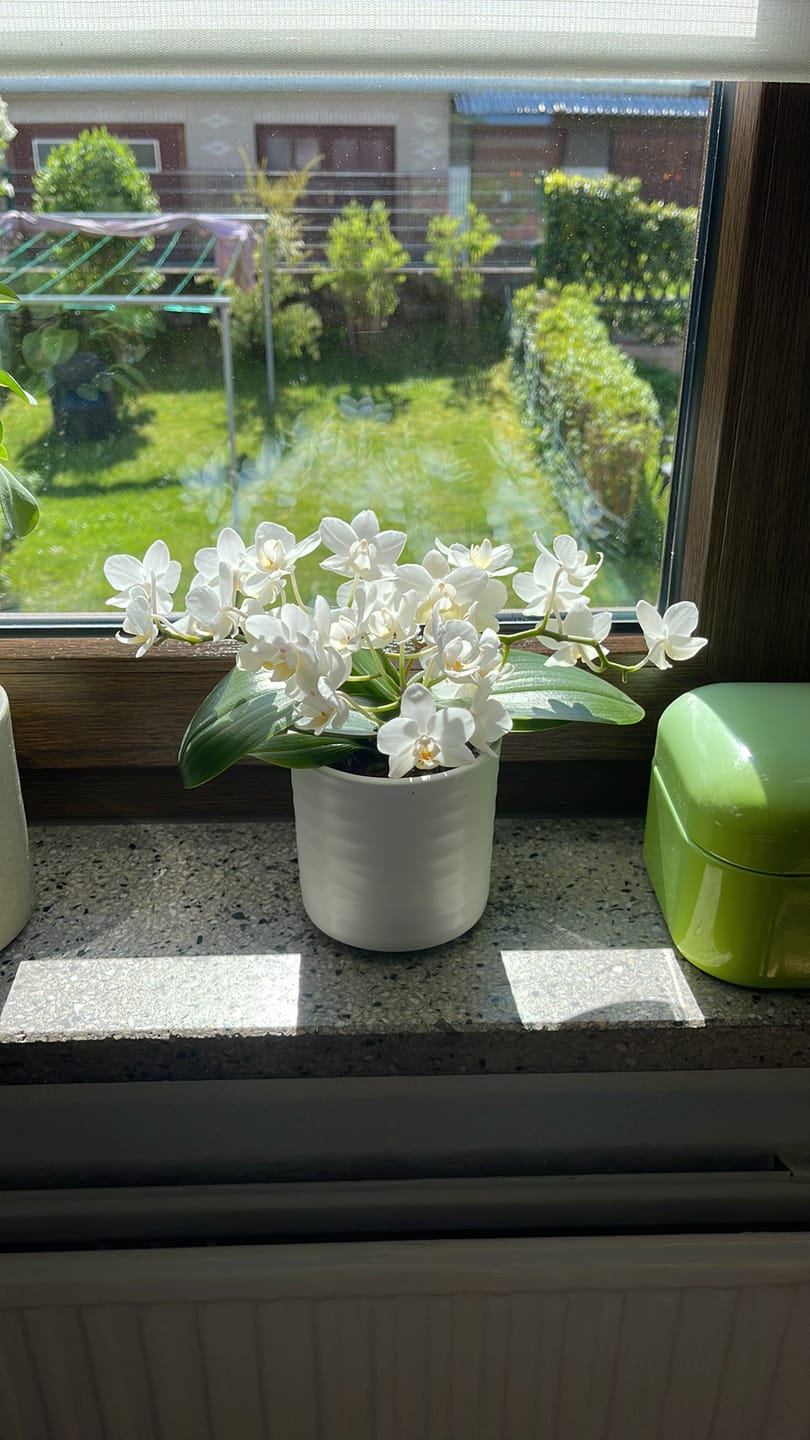 Customer photo review of Bonsaiorchidee Nazare mit weißen Blüten und 4+ Rispen inkl. Keramik