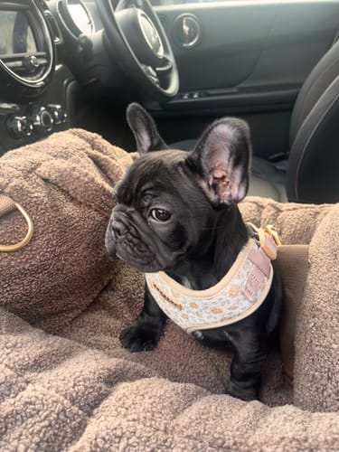 Customer photo review of Chocolate | The Cosy Car Seat