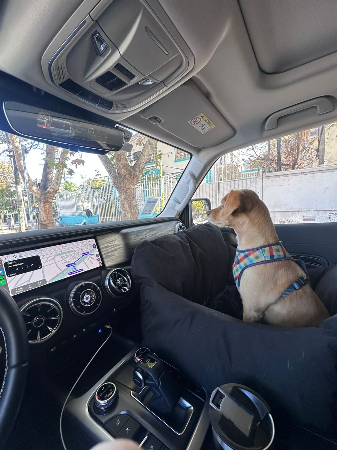 Customer photo review of Asiento Primera Clase THE DOGS — Viajes seguros y cómodos