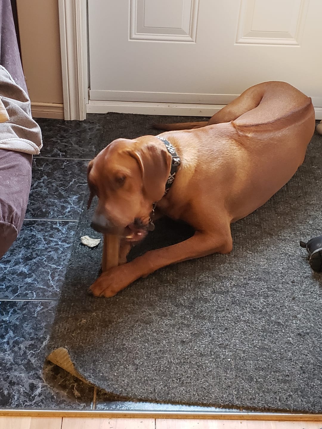 Customer photo review of 12 Inch Monster Bully Stick
