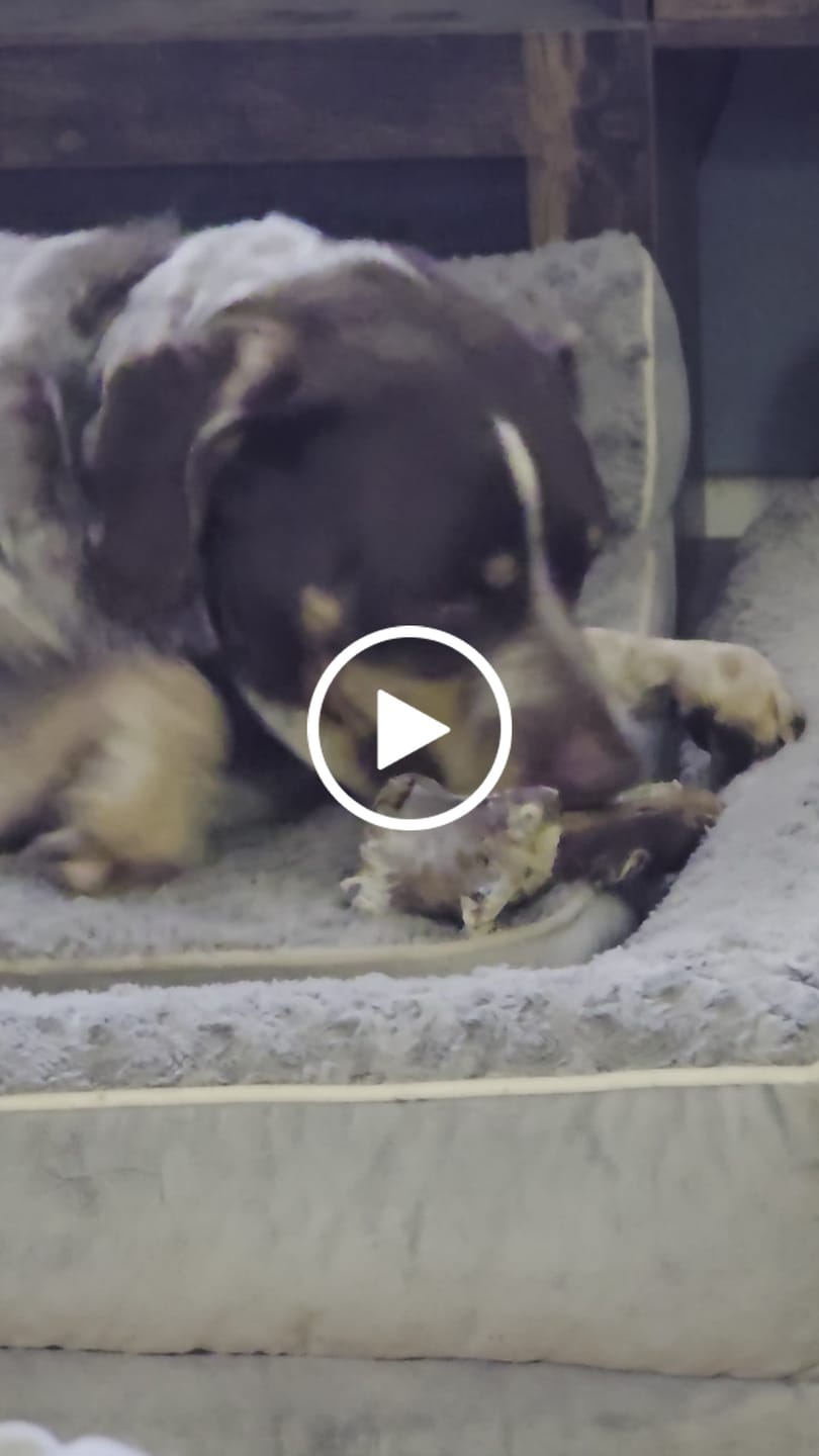 Customer video review of Medium Ostrich Cane (10" x 3"): The Long-Lasting, Flavor-Packed Chew for Medium & Large Dogs