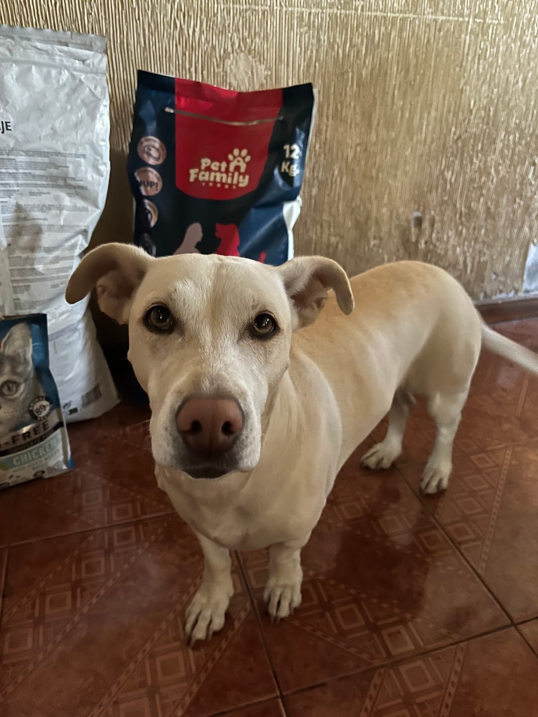 Customer photo review of PetFamily Foods Grain Free
