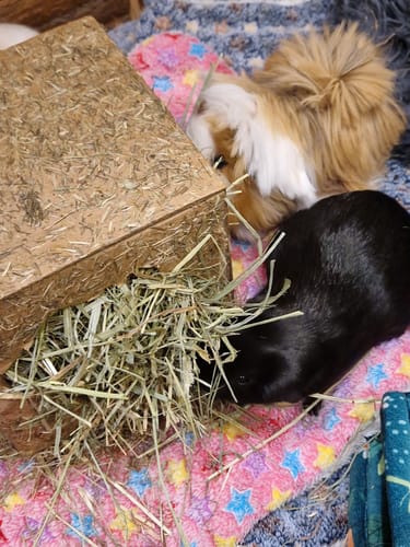 Customer's two guinea pigs eating fresh Meadow Hay from the box on a colorful blanket.
