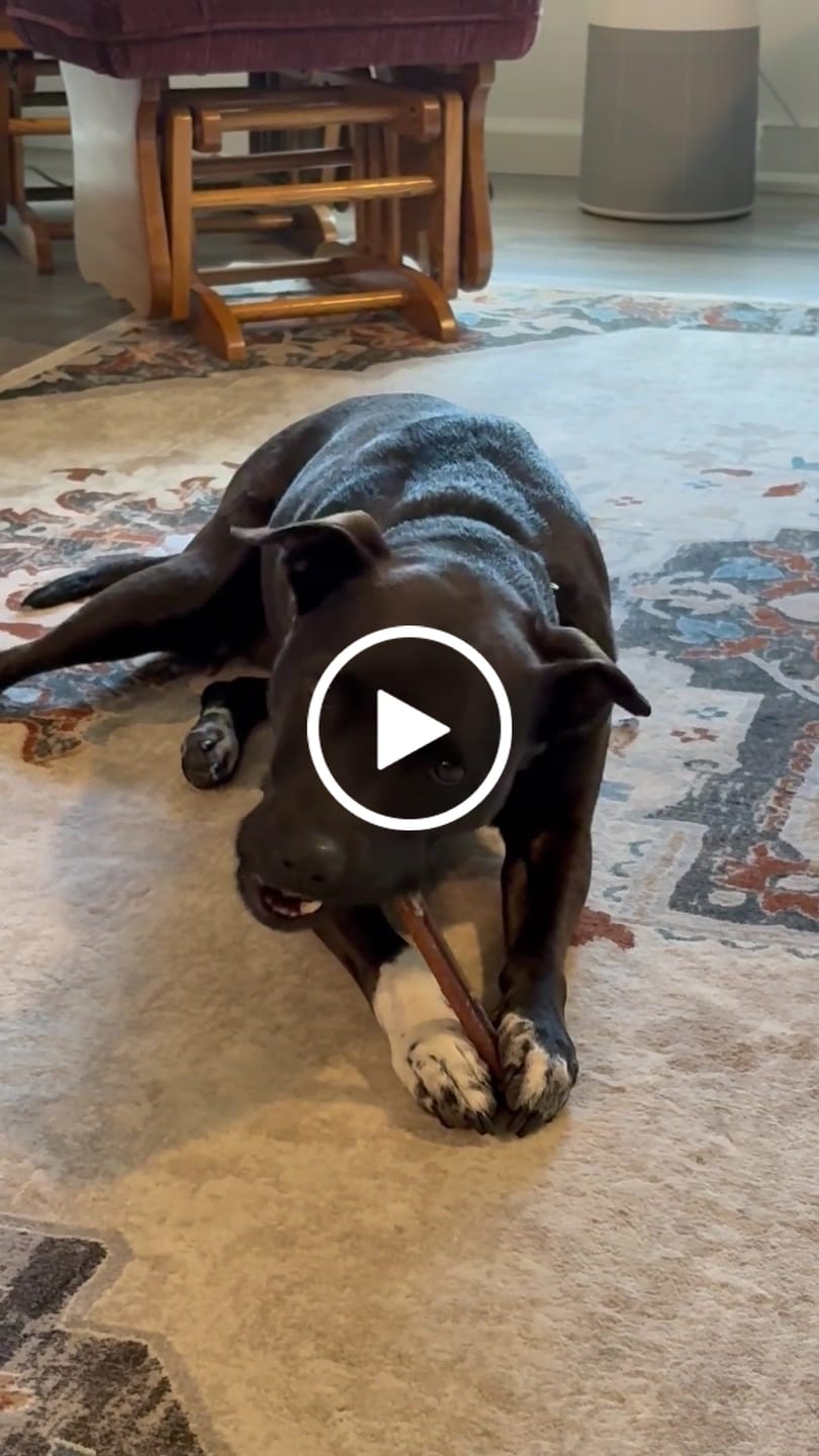 Customer video review of Hickory Smoked Bully Sticks