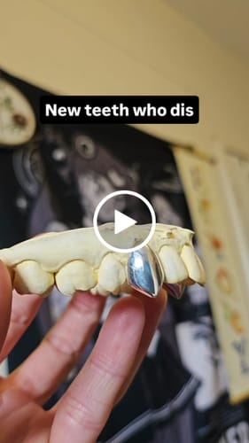 Customer video review of Vampire Canines