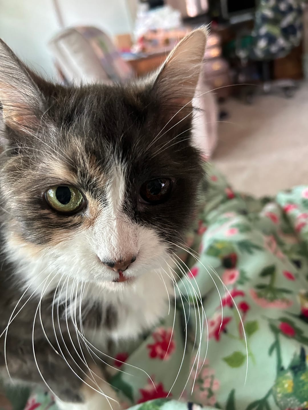 Customer photo review of GCP Flea & Tick Natural Defense for Cats - 100 Soft Chews
