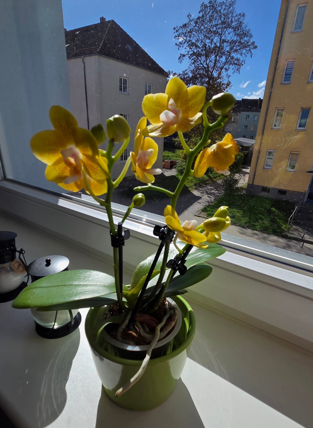 Customer photo review of Duftorchidee Table Dance Citrin-Gelb mit gelb-gepunkteten Blüten und 3 Rispen