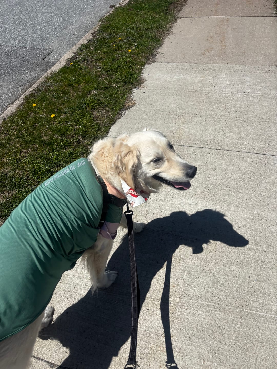 Customer photo review of Sunblock Dog T-Shirt - Pistachio