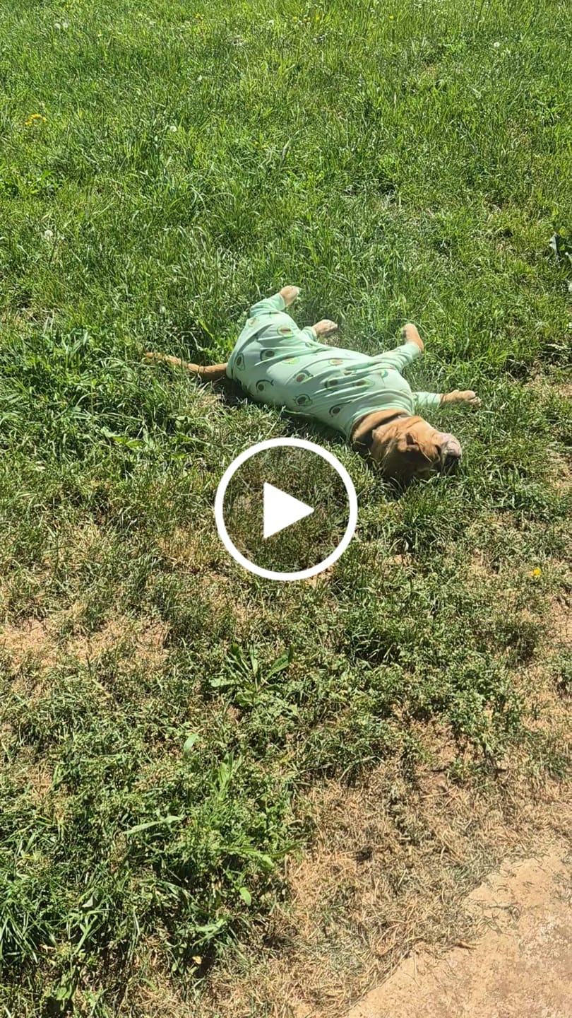 Customer video review of Dog Pajama - Avocado