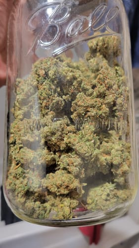 Customer photo review of Jack Herer Indoor - Bulk - Sativa