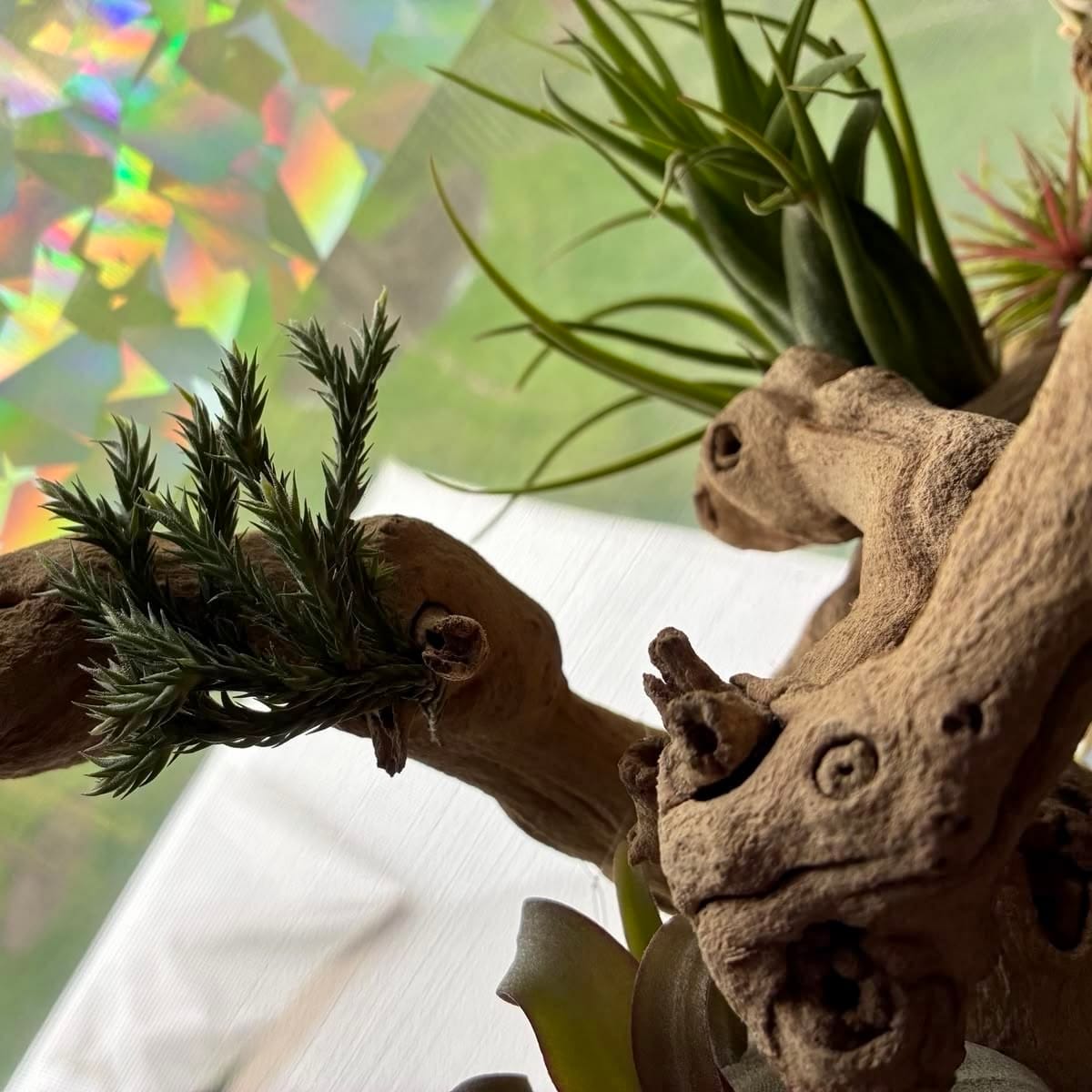 Customer photo review of Pedicellata Clump  (Miniature Species)