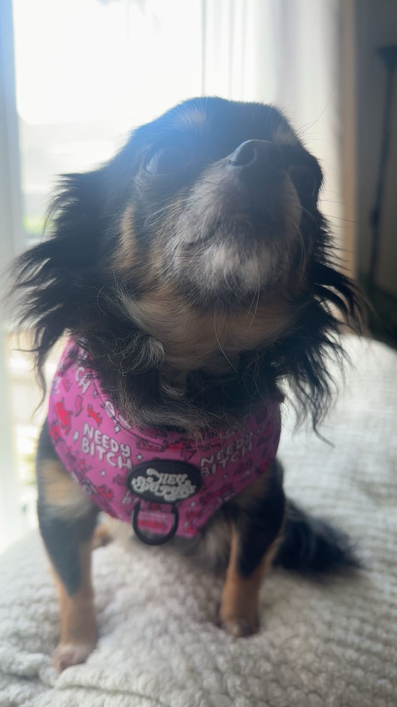 Customer photo review of Needy bi**h harness
