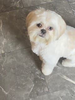 Customer photo review of GCP Flea & Tick Natural Defense for Dogs - 100 Soft Chews