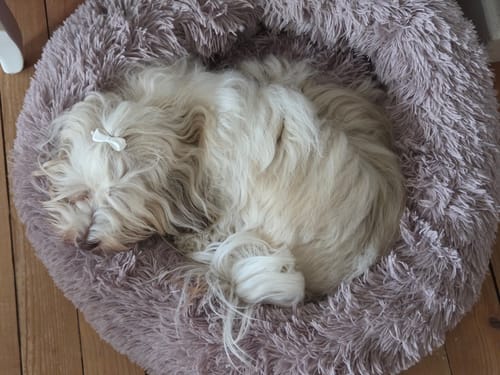 Customer photo review of Puppery Hundebett Wolke 7 - Das Original