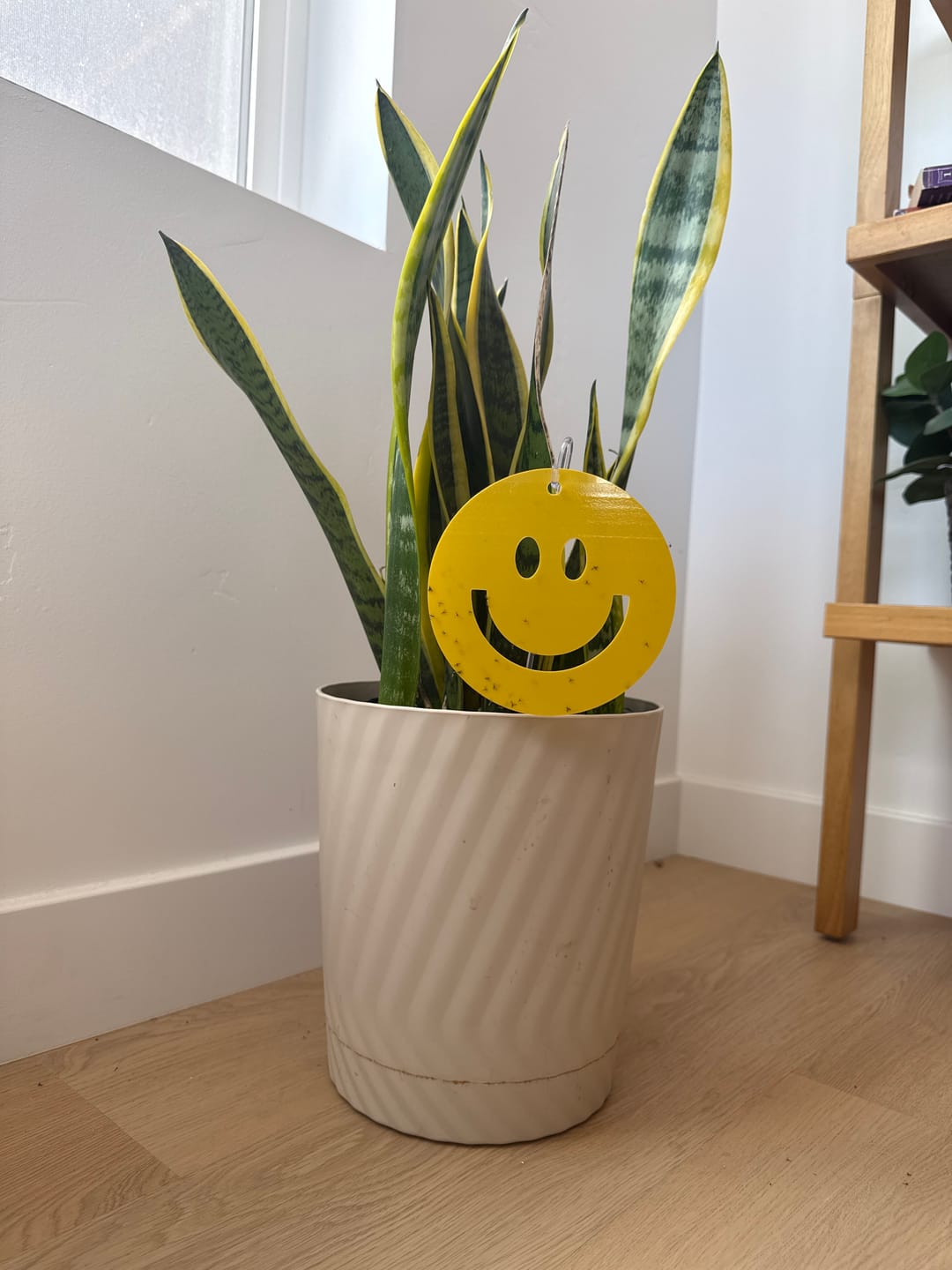 Customer photo review of Killer Smiles