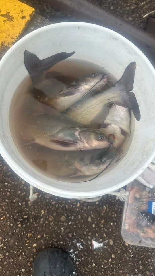 Customer photo review of Pre-tied Dropper Loop Rigs USA