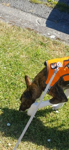 Customer photo review of Escape proof Harness (3 Strap)