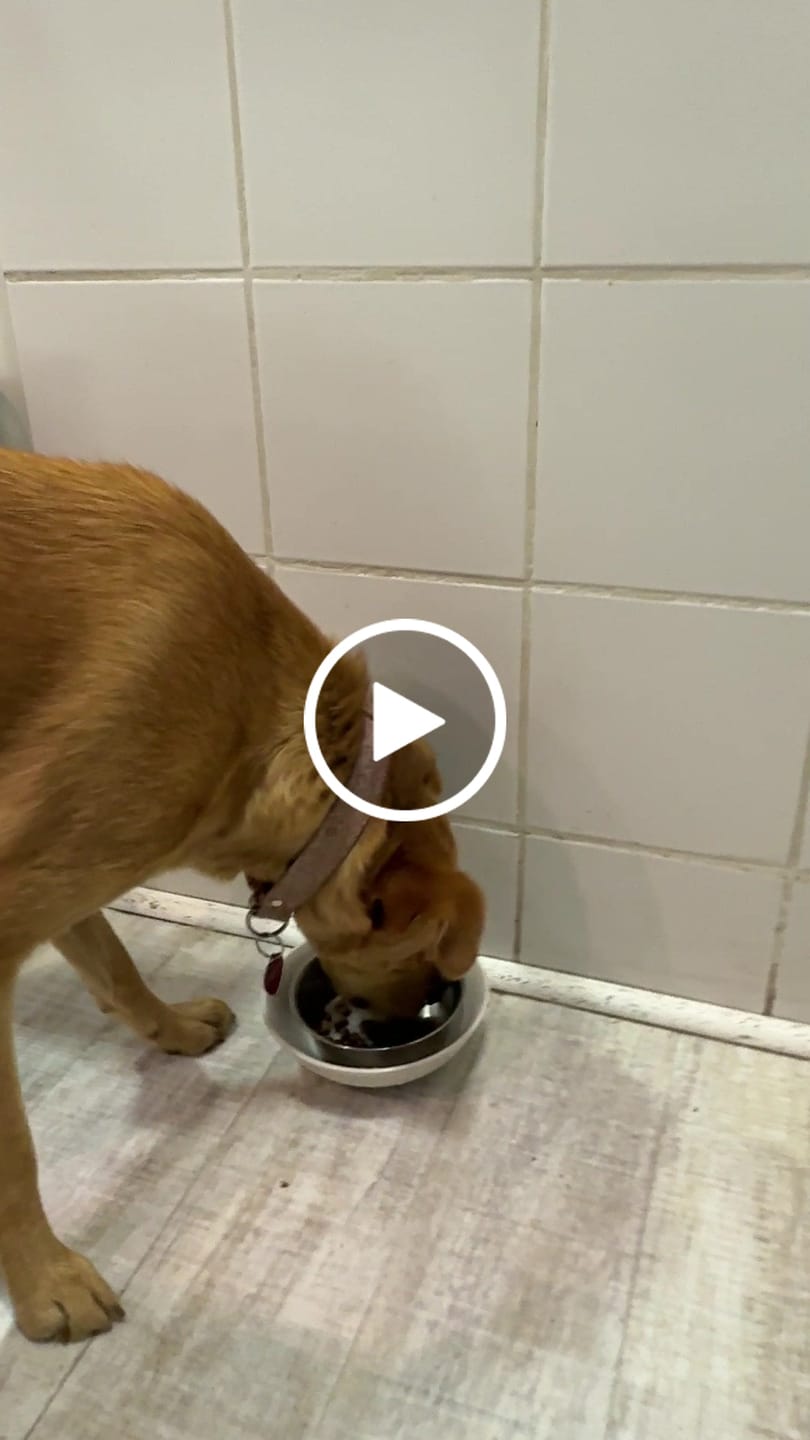 Customer video review of PetFamily Foods