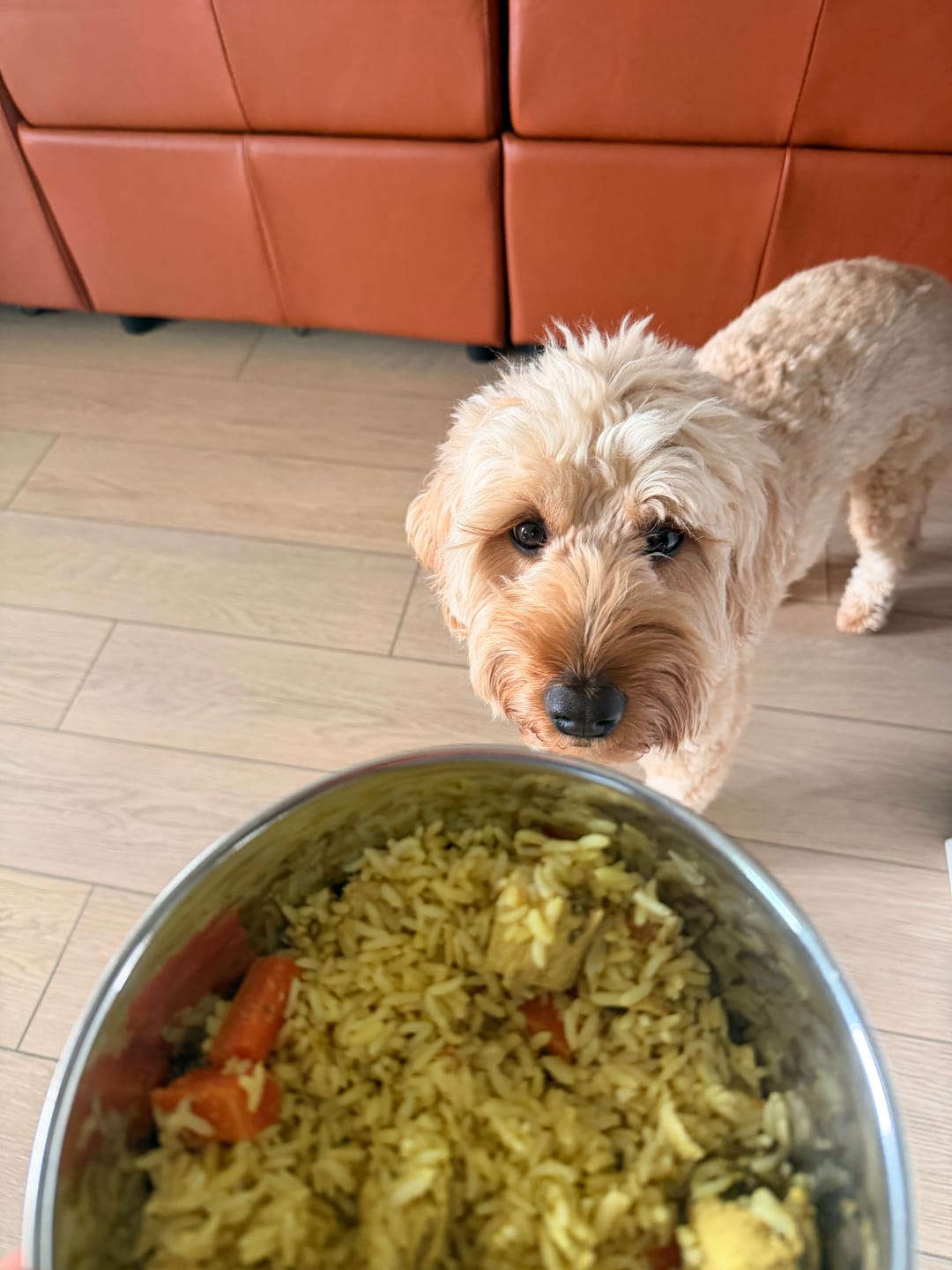 Customer photo review of All Pups Seasoning