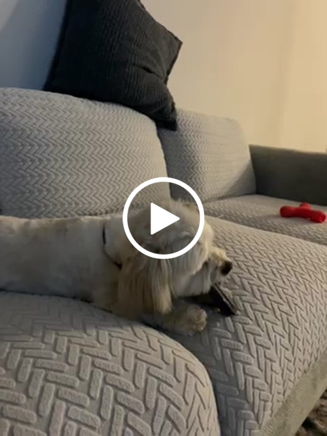 Customer video review of Blueberry Yak Chews