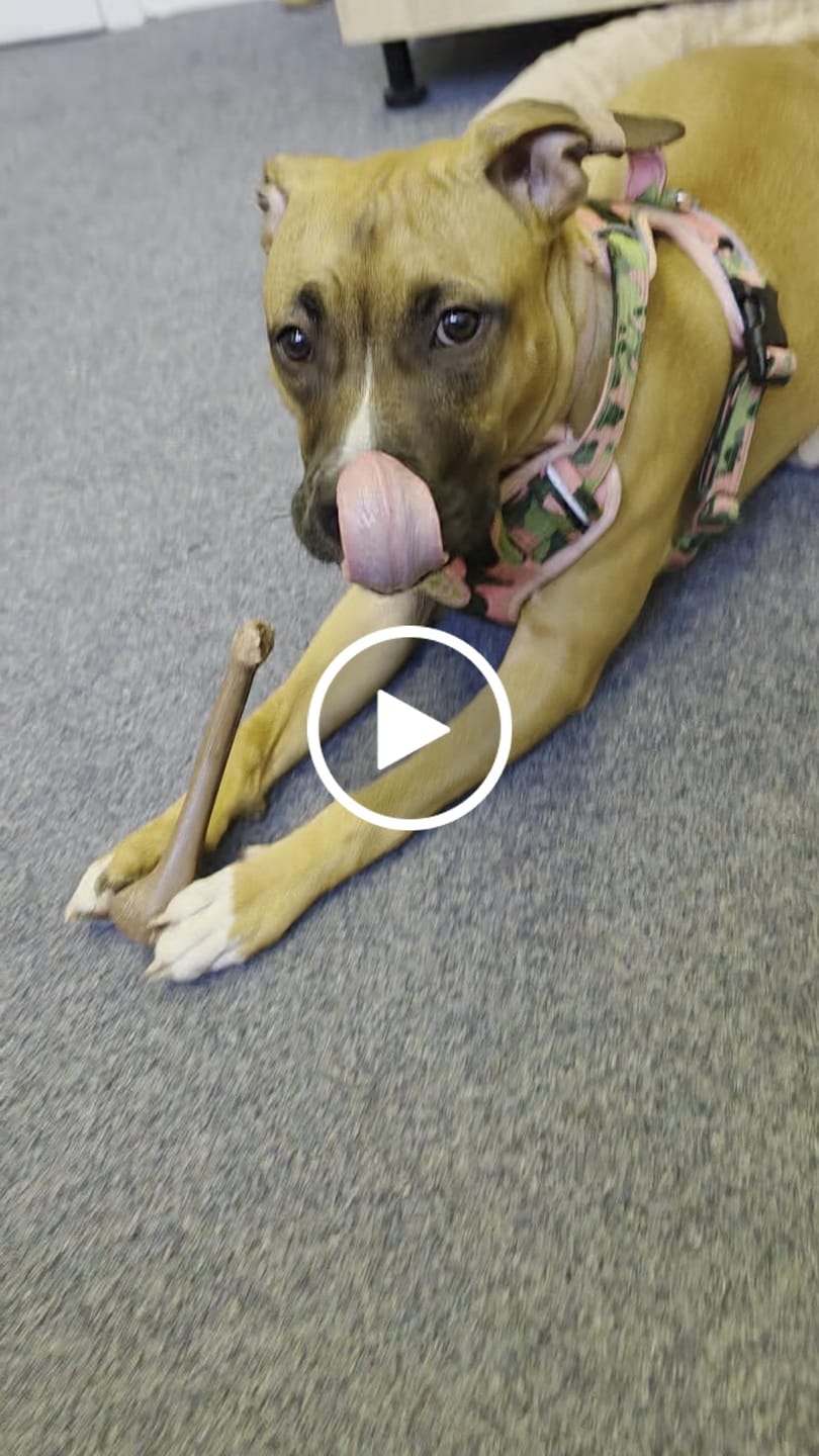 Customer video review of Comfort Premium Harness | Non Restrictive - Pink Camouflage