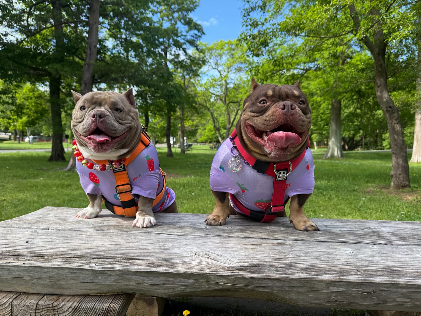 Customer photo review of Sunblock Dog T-Shirt - Berries