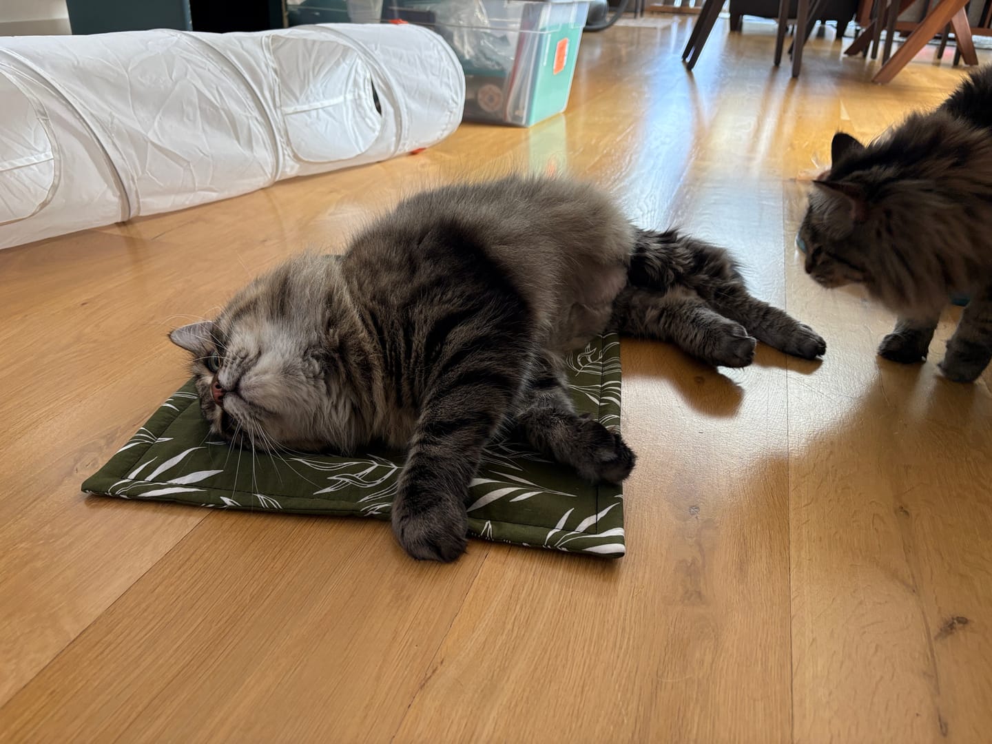 Customer photo review of Catnip-Valerian Root Play Mat (Assorted Prints)