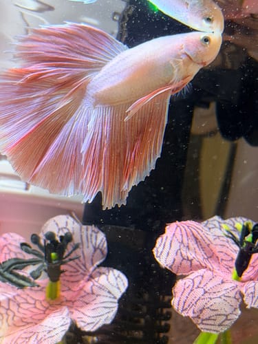 Customer's Pink Sakura Halfmoon Betta with a pale body and flowing pink fins in an aquarium.