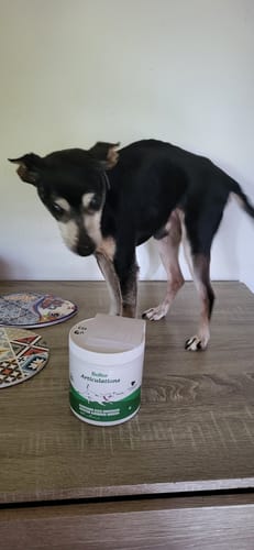 Le chien âgé d'un client se tient à côté du pot de Complément articulations sur une table.