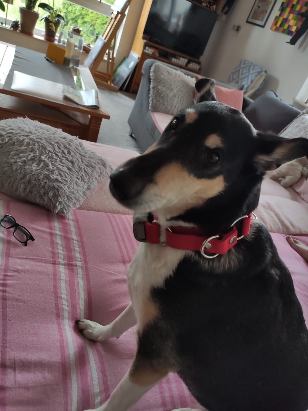 Customer photo review of Martingale Rött - Brett fodrat halsband halvstryp