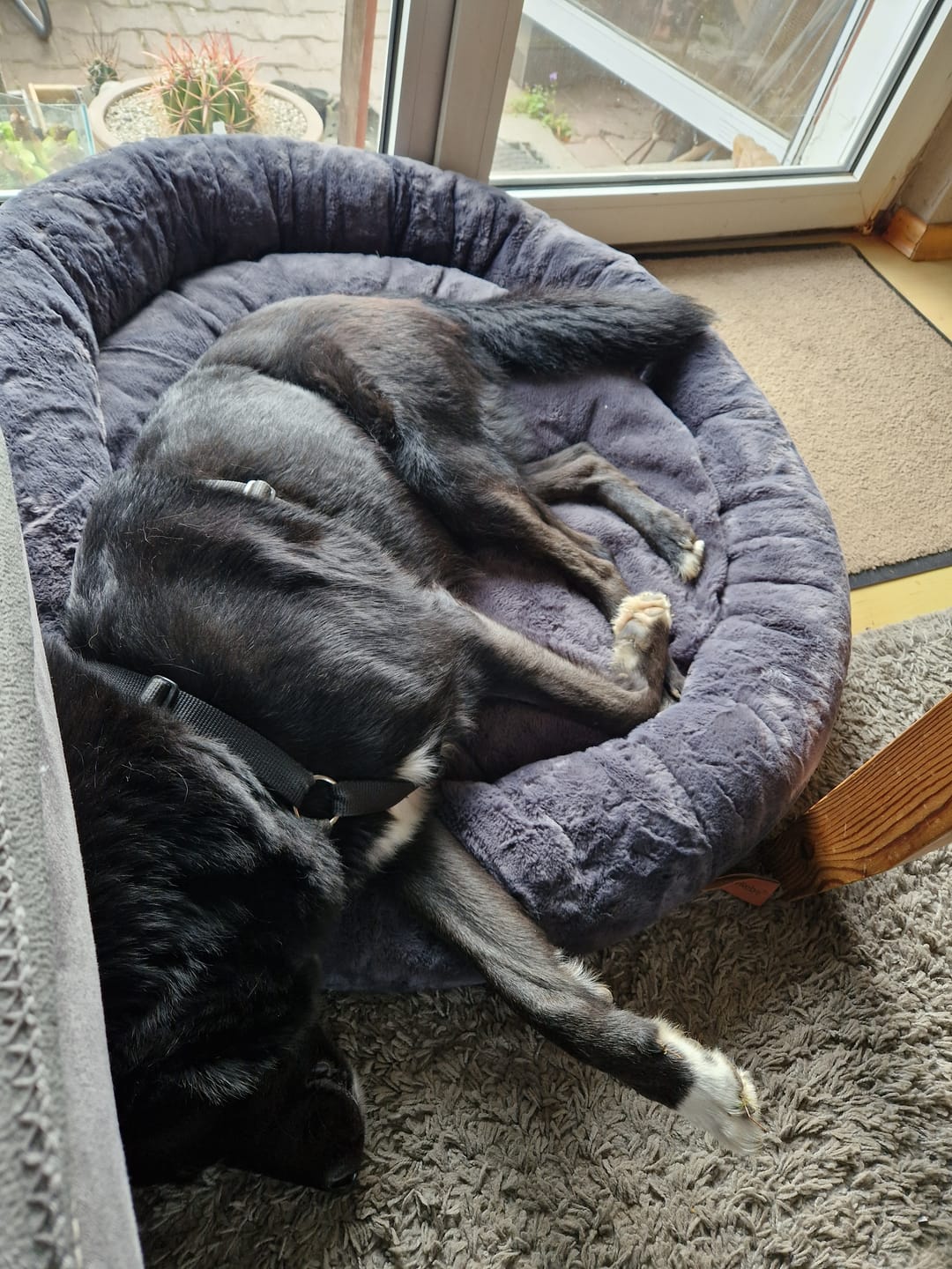 Customer photo review of Orthopädisches Hundebett Deluxe